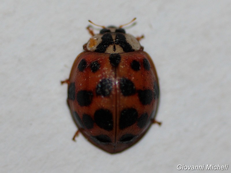 Harmonia axyridis: tutte? No, foto 2 e 3 Adalia bipunctata